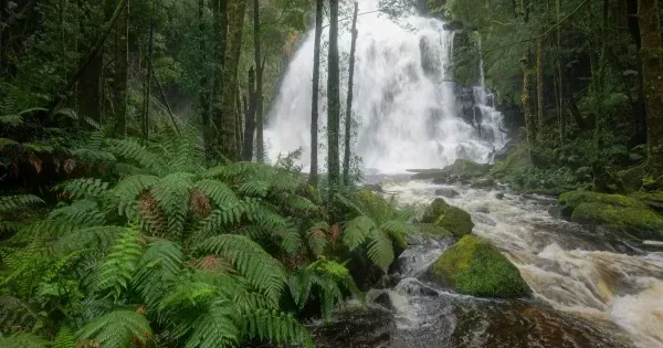 Waterfall flowing through a fern-filled rainforest gully on kunanyi / Mount Wellington near Hobart