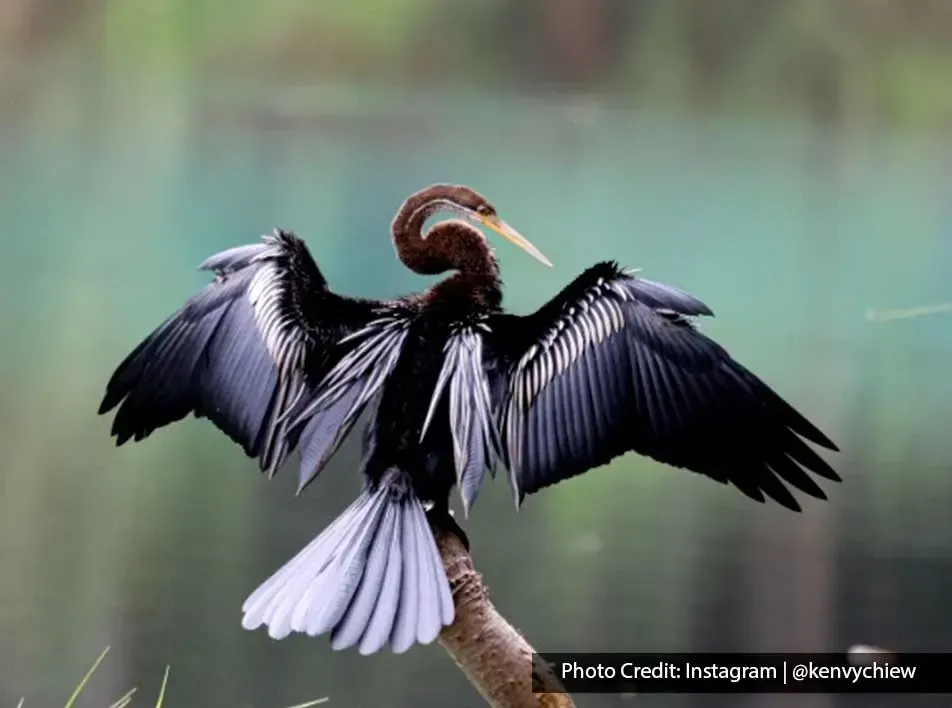 Take unique pictures to show during your stay here at the Borneo Rainforest - Lexis Hibiscus