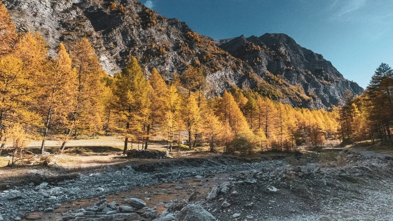 Golden larch trees in full autumn color line a rocky mountain stream beneath dramatic peaks in Canmore.
