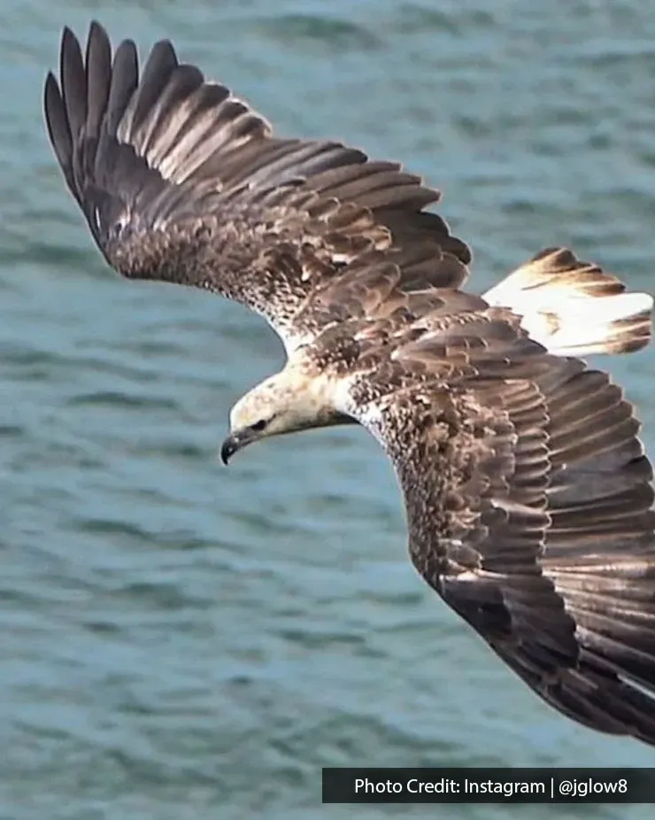 White-bellied Sea Eagle spotted at Tanjung Tuan Recreational Forest.