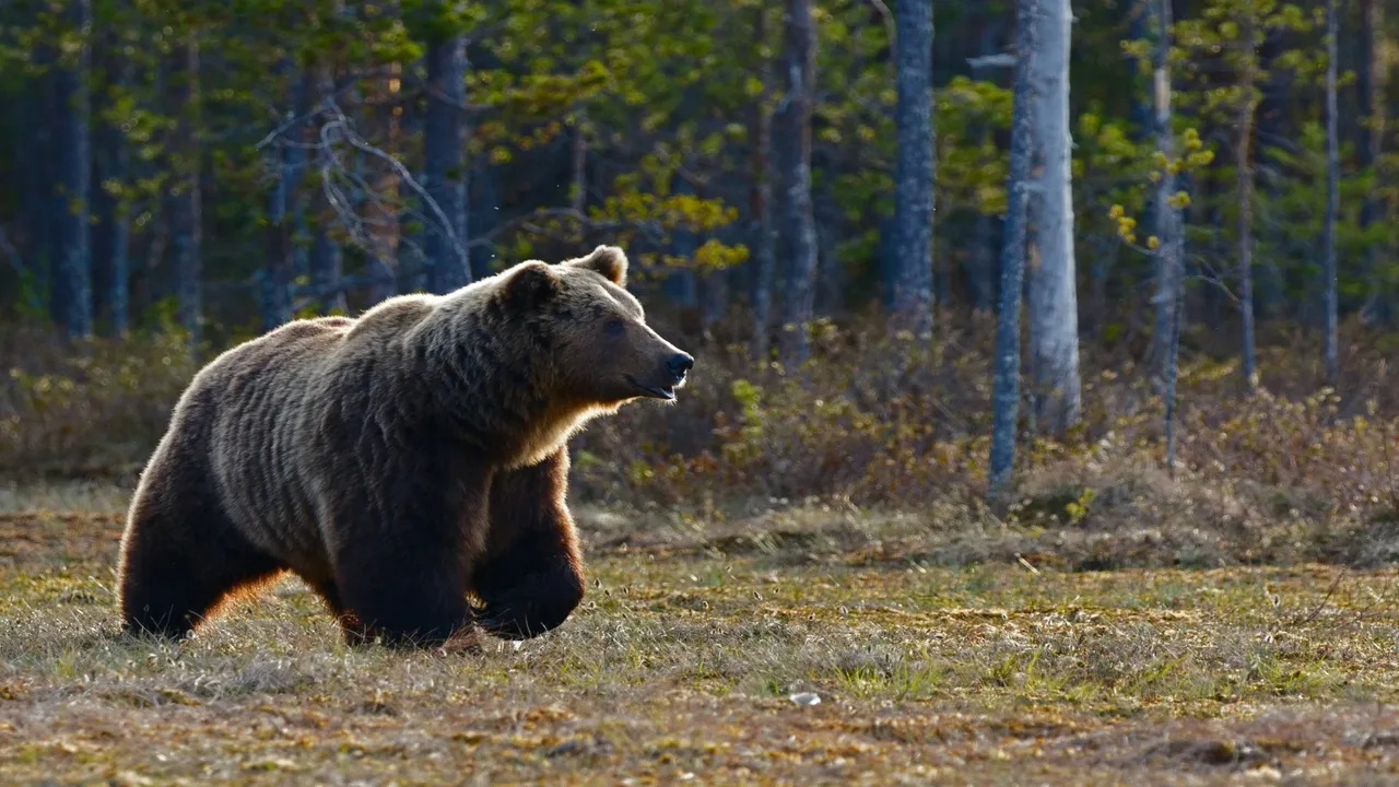 A picture of a large grizzly bear running through the woods near Canmore.