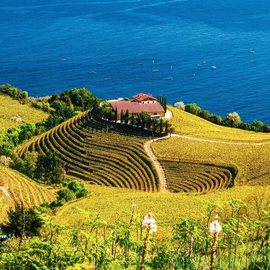 A scenic vineyard and ocean view for Umstead Uncorked Wine Tasting event.