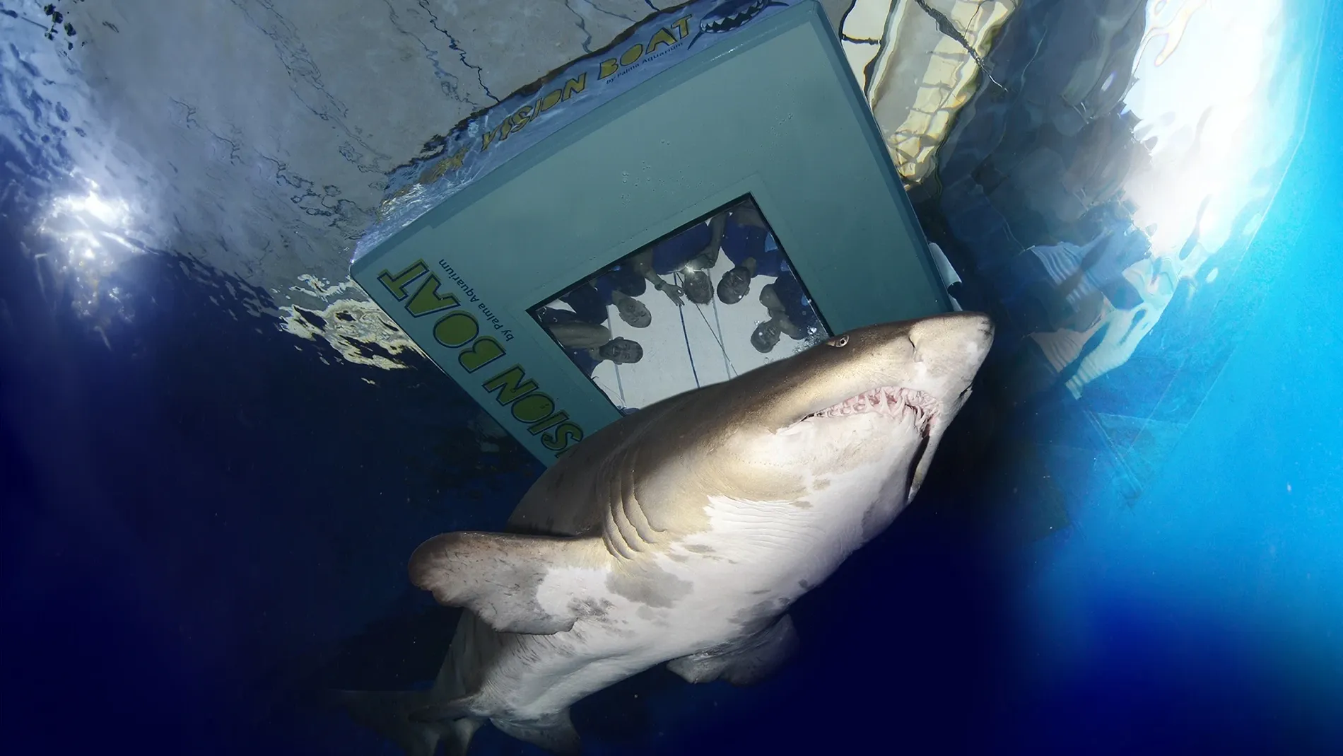 Photos des requins