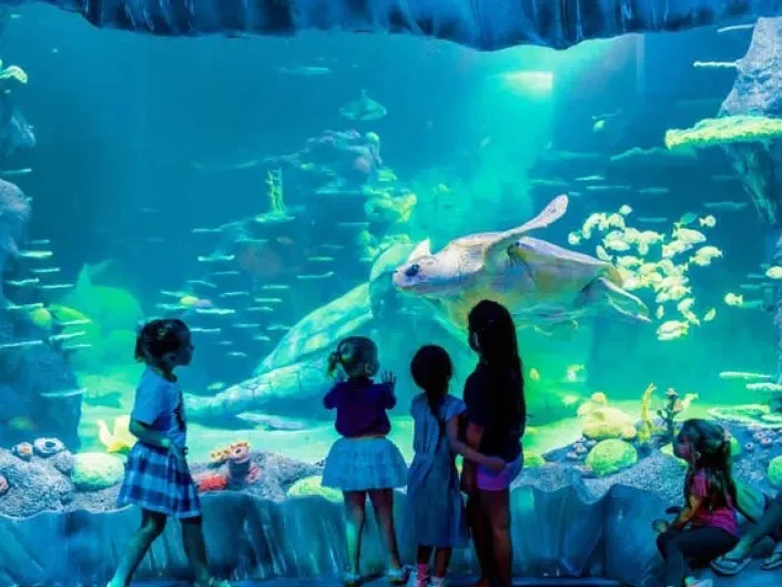 Children watching a sea turtle in an aquarium as part of a family getaway offer.