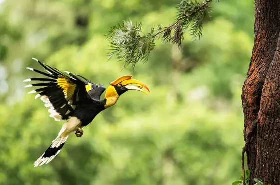 A bird featuring a yellow beak and black and white wings, seen at Penang Bird Park - Lexis Suites Penang