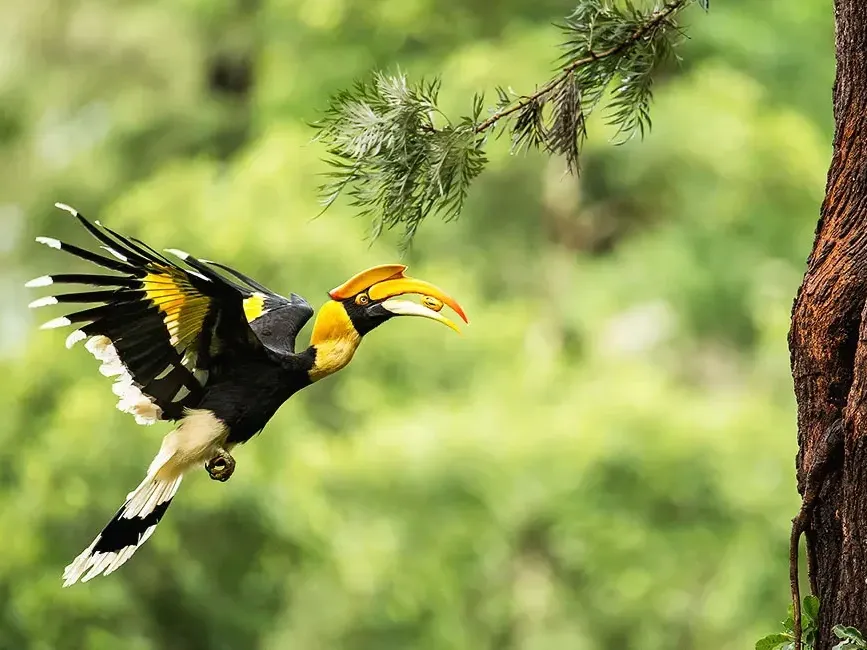 A bird featuring a yellow beak and black and white wings, seen at Penang Bird Park - Lexis Suites Penang