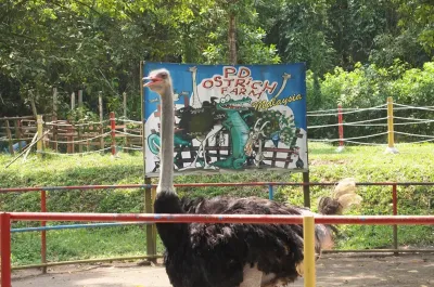 A large ostrich stands in a pen at PD Ostrich Show Farm - Lexis Hibiscus Port Dickson