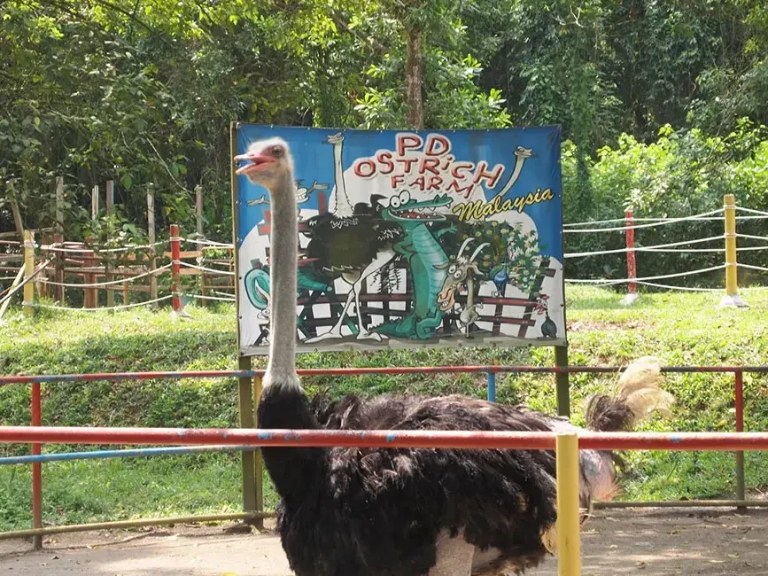 A large ostrich stands in a pen at PD Ostrich Show Farm - Lexis Port Dickson