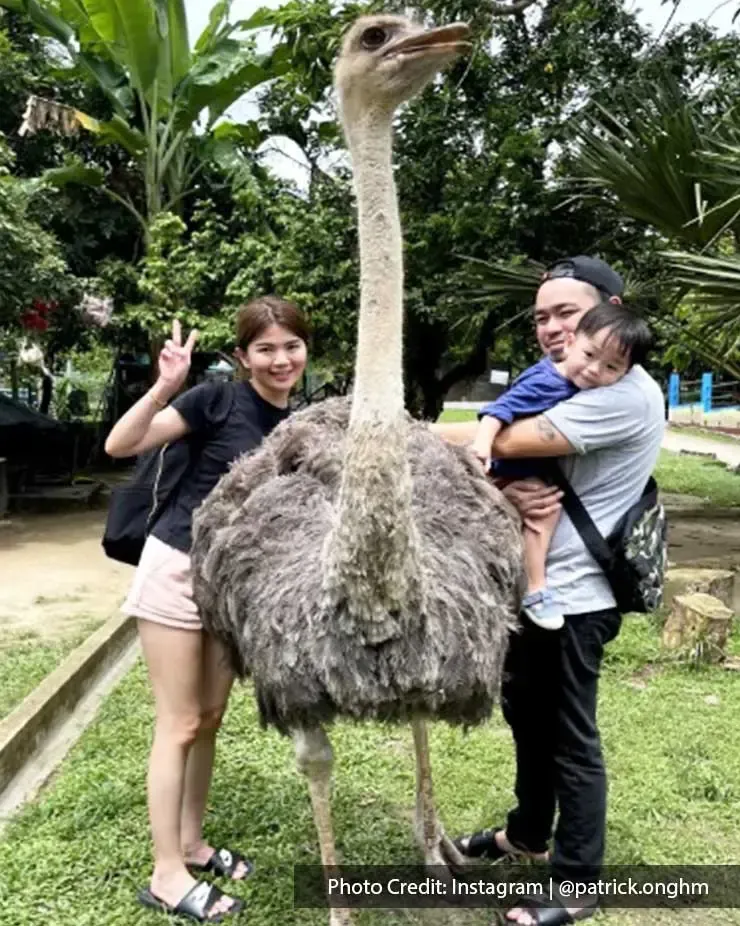 Spend quality time with your loved ones here at the ostrich farm - Lexis Hibiscus
