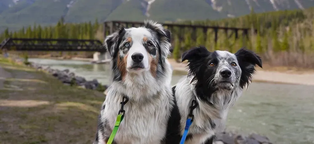 Two dogs on a dog friendly hike near Canmore