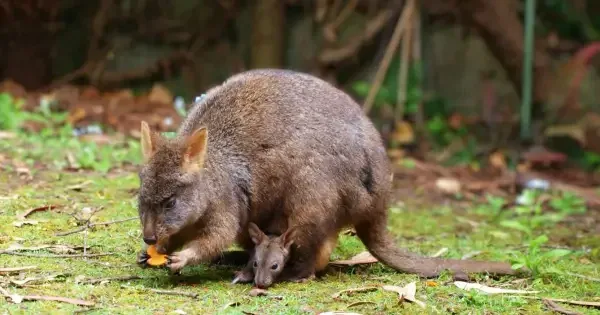 Pademelon marsupial nibbling on a vegetable, with little joey peeking out of the pouch