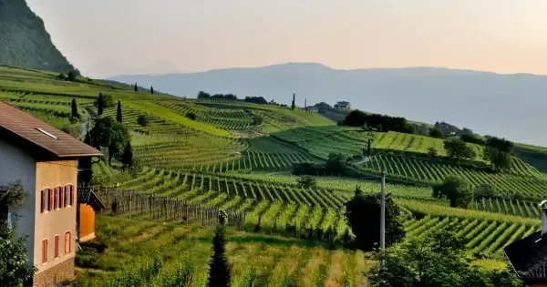 Cellar door sits hillside in the Tamar Valley with vineyards filling the landscape