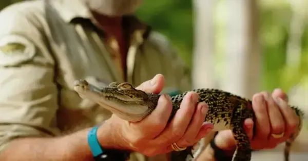 Close-up of a ranger at Billabong Sanctuary holding a baby crocodile