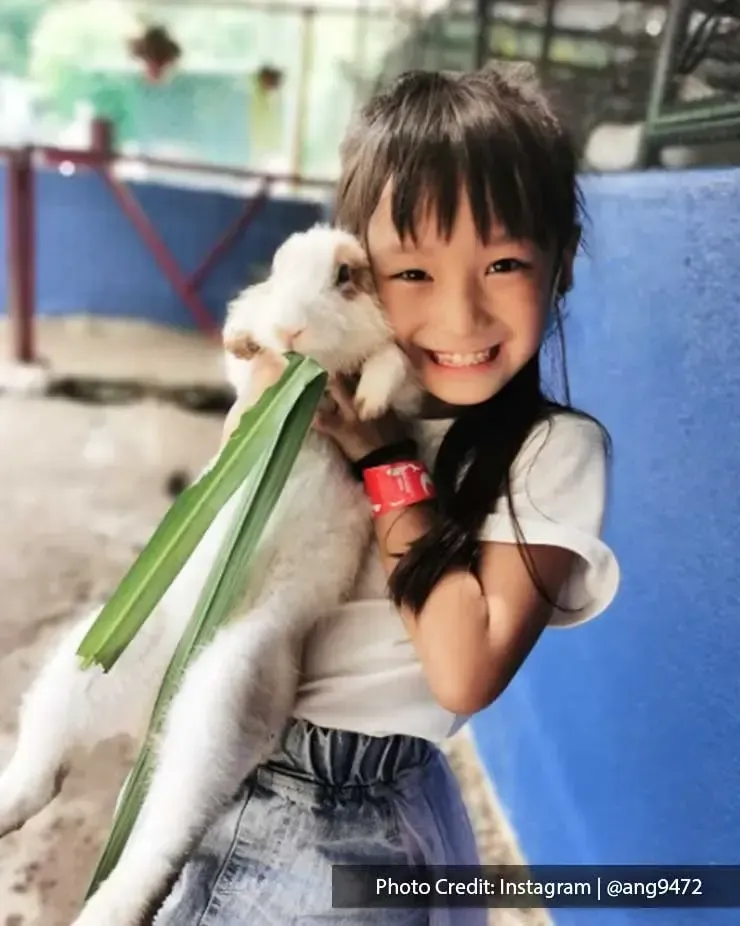 Have a fun time to experience fun with small animals here - Lexis Hibiscus