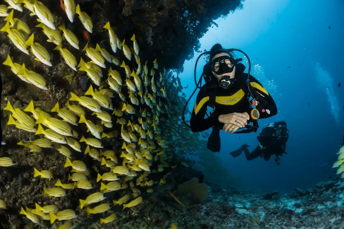 Divers passing a school of yellow fish along a coral reef