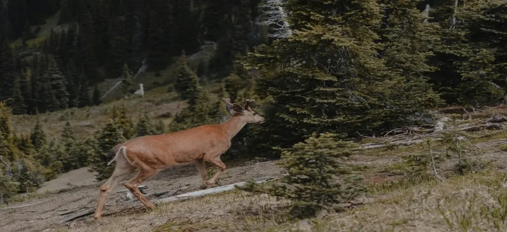 A deer spotted walking on a trail of a hike outside of Canmore.