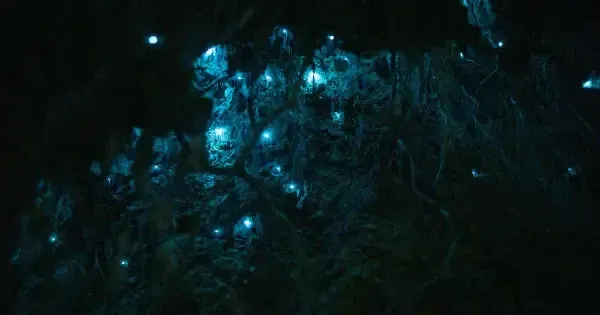 Blue glowworms shining brightly in a dark cave