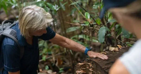 A Hinchinbrook Eco Tours guide shows visitors some plantlife on Hinchinbrook Island, Townsville