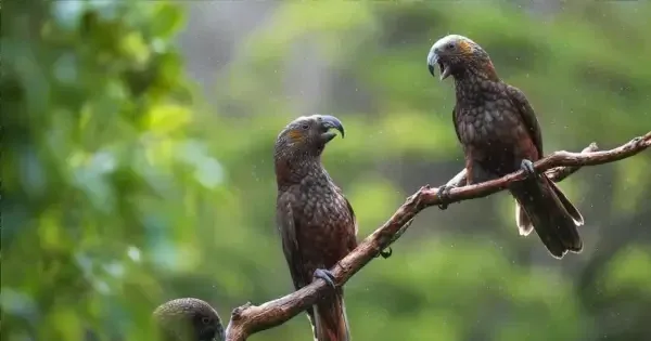 Two brown native birds sitting atop a shared branch 