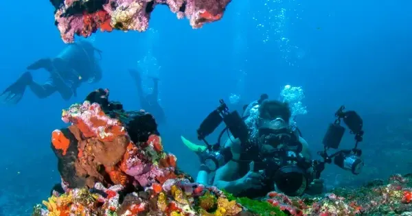 Divers photograph the underwater world of colourful corals on a Great Barrier Reef tour