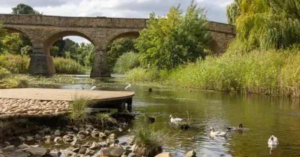 stone archway bridge in foreground on a lake with ducks and seagulls