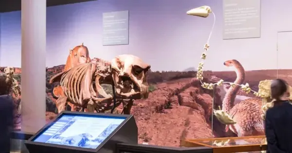 Visitors explore fossil displays and megafauna skeletons at the South Australian Museum
