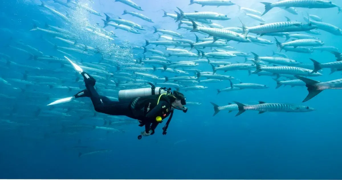 A diver swims among a school of large fish near Townsville