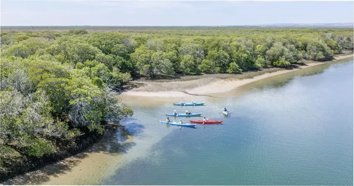 A group of kayakers exploring the Port River Dolphin Sanctuary