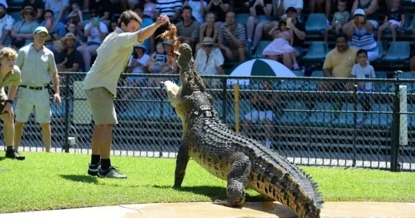 Crocodile feeding in action at Australia Zoo