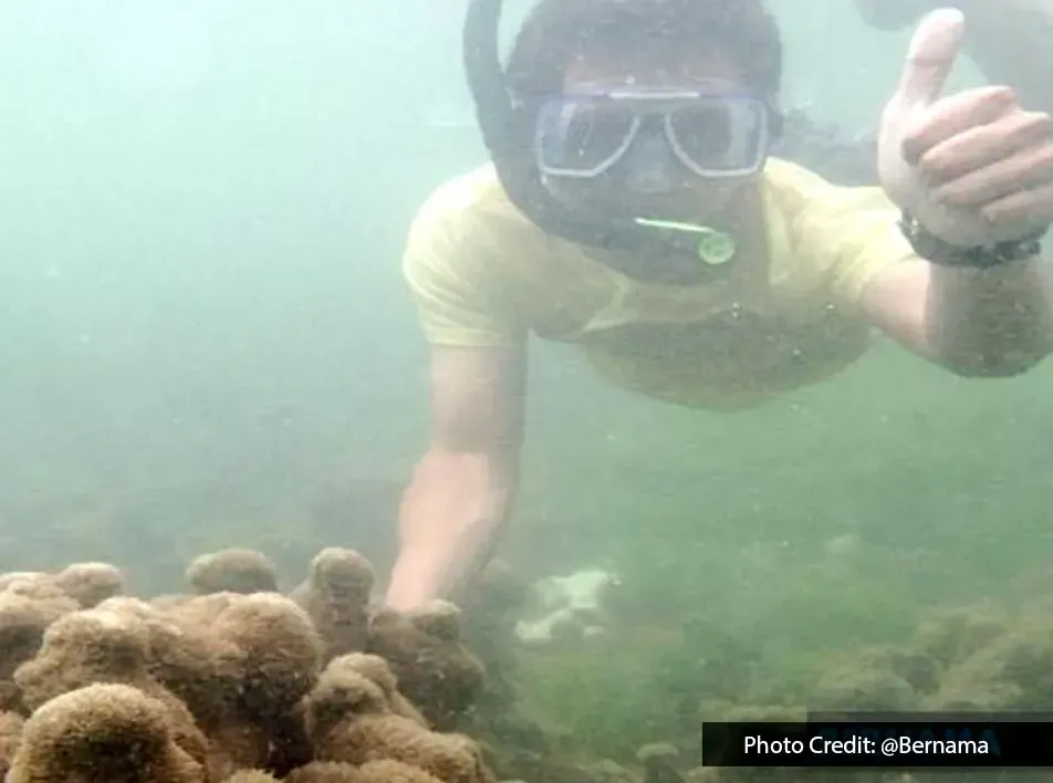 A men snorkeling beside a coral under the sea - Lexis Hibiscus