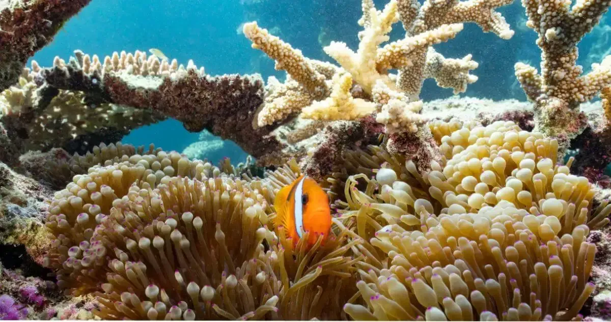 Coral and sea life on the Yongala wreck dive site near Townsville