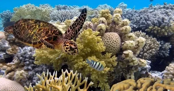 Sea turtle and coral in the Great Barrier Reef