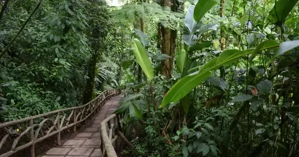 Stone pathway with wooden railings winding through dense tropical rainforest foliage