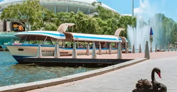 Popeye boat docked on River Torrens with Adelaide Oval in background and black swan on riverbank