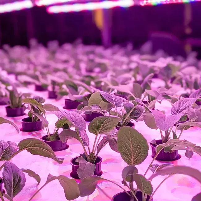 Rows of potted plants illuminated by purple lights at Roselle Coffee House - Imperial Lexis Kuala Lumpur