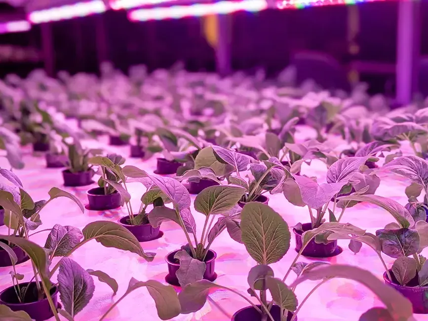 Rows of potted plants bathed in purple lights at Roselle Coffee House, Imperial Lexis Kuala Lumpur - Lexis Hotels & Resorts