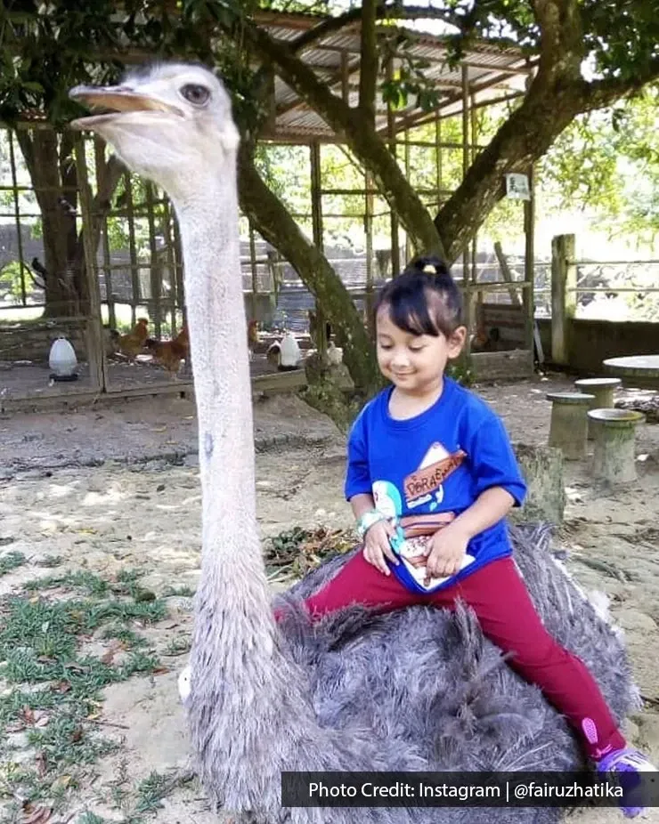 Kid riding an ostrich at PD Ostrich & Pets Show Farm.