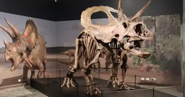 Dinosaur skeleton display at museum in Launceston
