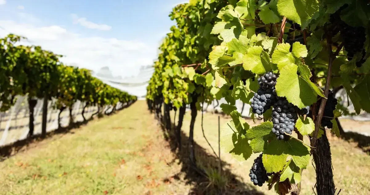 Close up of grapes and vineyard rows at Velo Wines Launceston