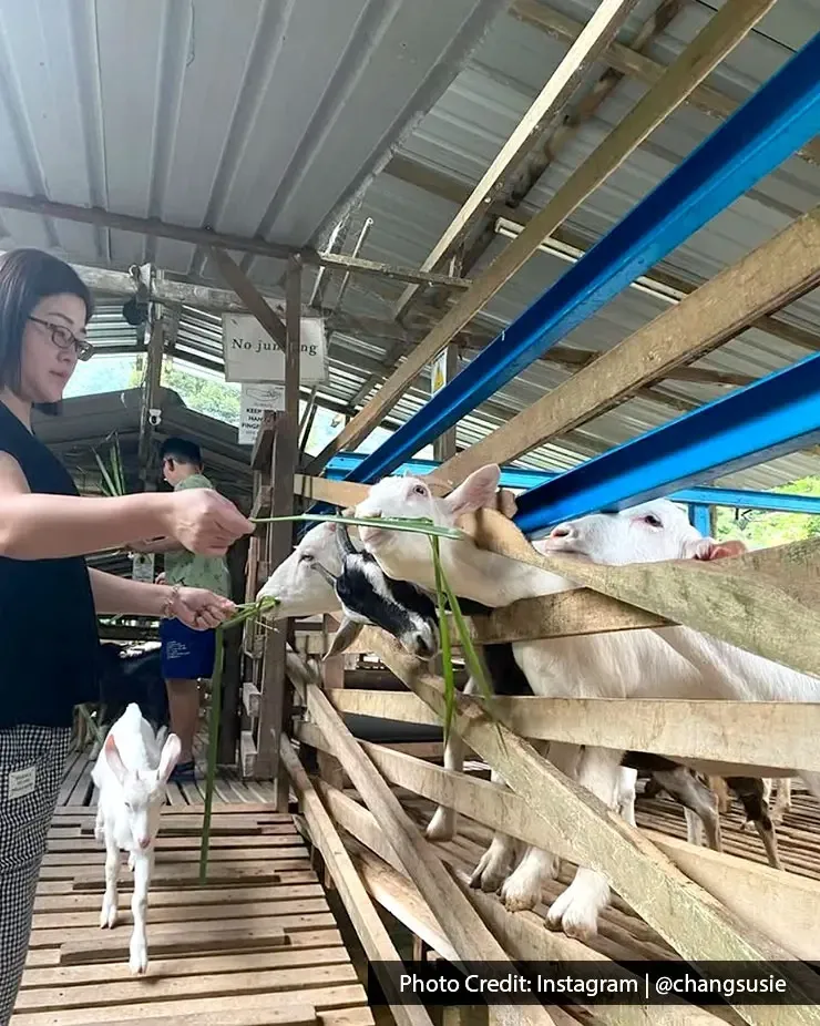 Woman enjoying a hands-on experience feeding goats at Saanen Dairy Goat Farm