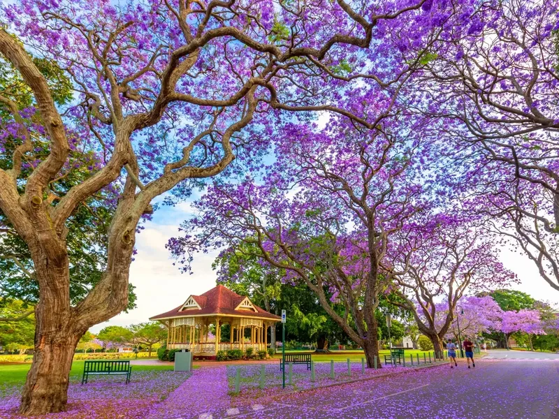 Vibrant purple jacaranda trees frame a historic pavilion and park pathways in New Farm under a bright blue sky.