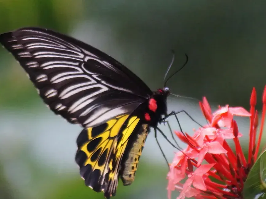 Close-up of a butterfly in KL Butterfly Park, a Bukit Bintang attraction near Imperial Lexis Kuala Lumpur - Imperial Lexis Kuala Lumpur