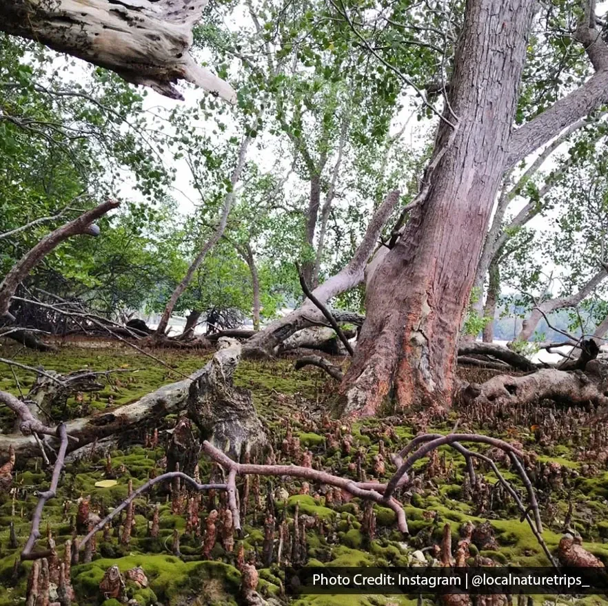 Mangrove forest at Tanjung Tuan Recreational Forest.
