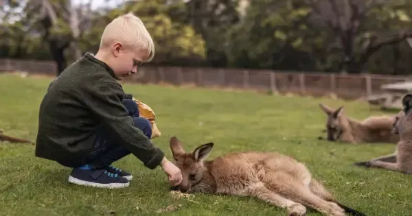 A child feeds a kangaroo at Bonorong Wildlife Sanctuary.