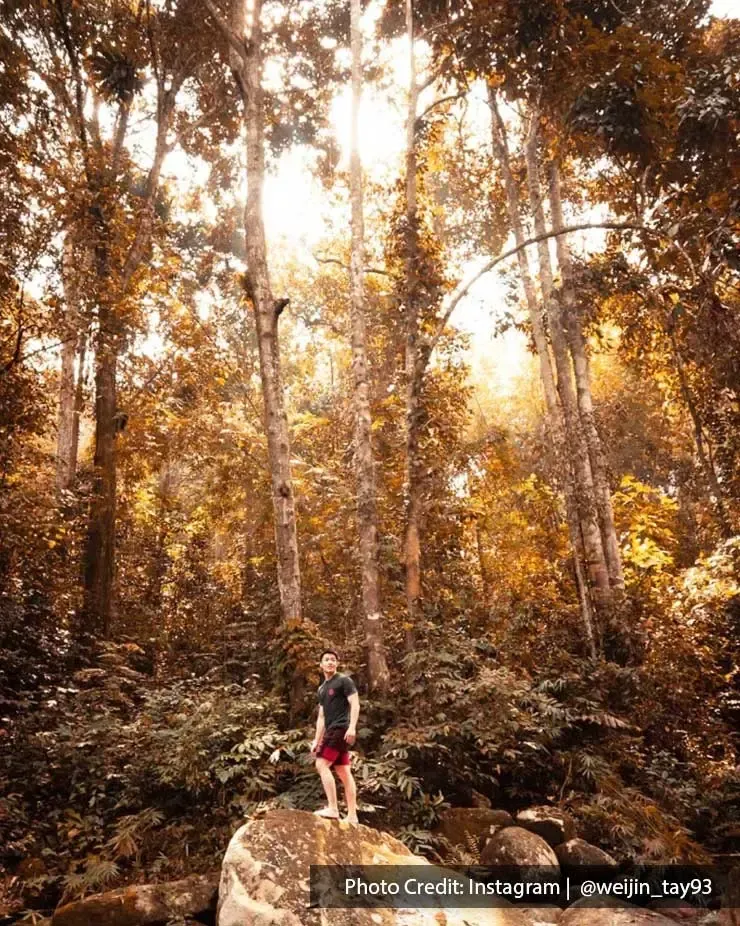 A man was standing on a rock in the forest - Lexis Suites Penang