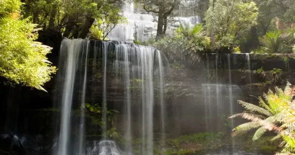 Rainforest waterfall framed by tree ferns in Mount Field National Park, Tasmania
