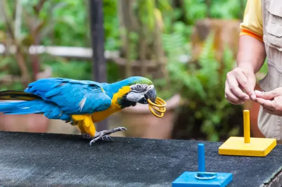 Macaw playing ring toss in KL Bird Park, a Bukit Bintang attraction near Imperial Lexis Kuala Lumpur