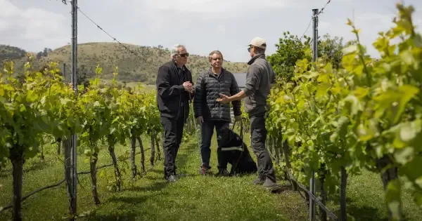 A group of men and a guide dog enjoy a wine tour at a Tasmanian vineyard