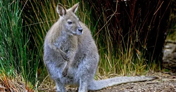 Wallaby on a walking trail in Cataract Gorge