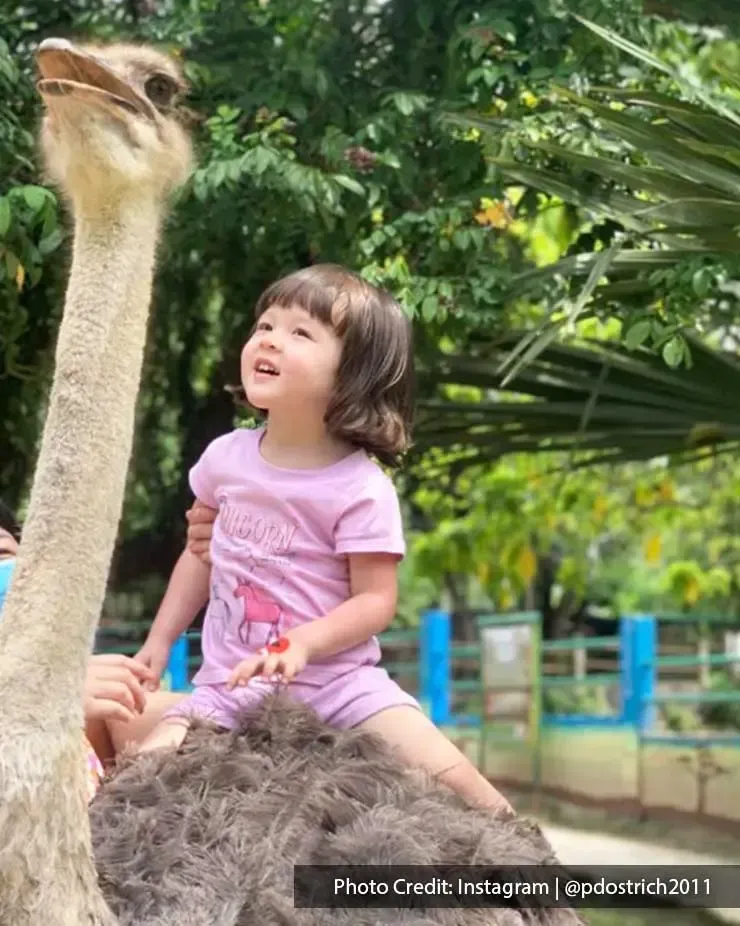 Get a chance to ride on the ostriches to get up close and personal - Lexis Hibiscus